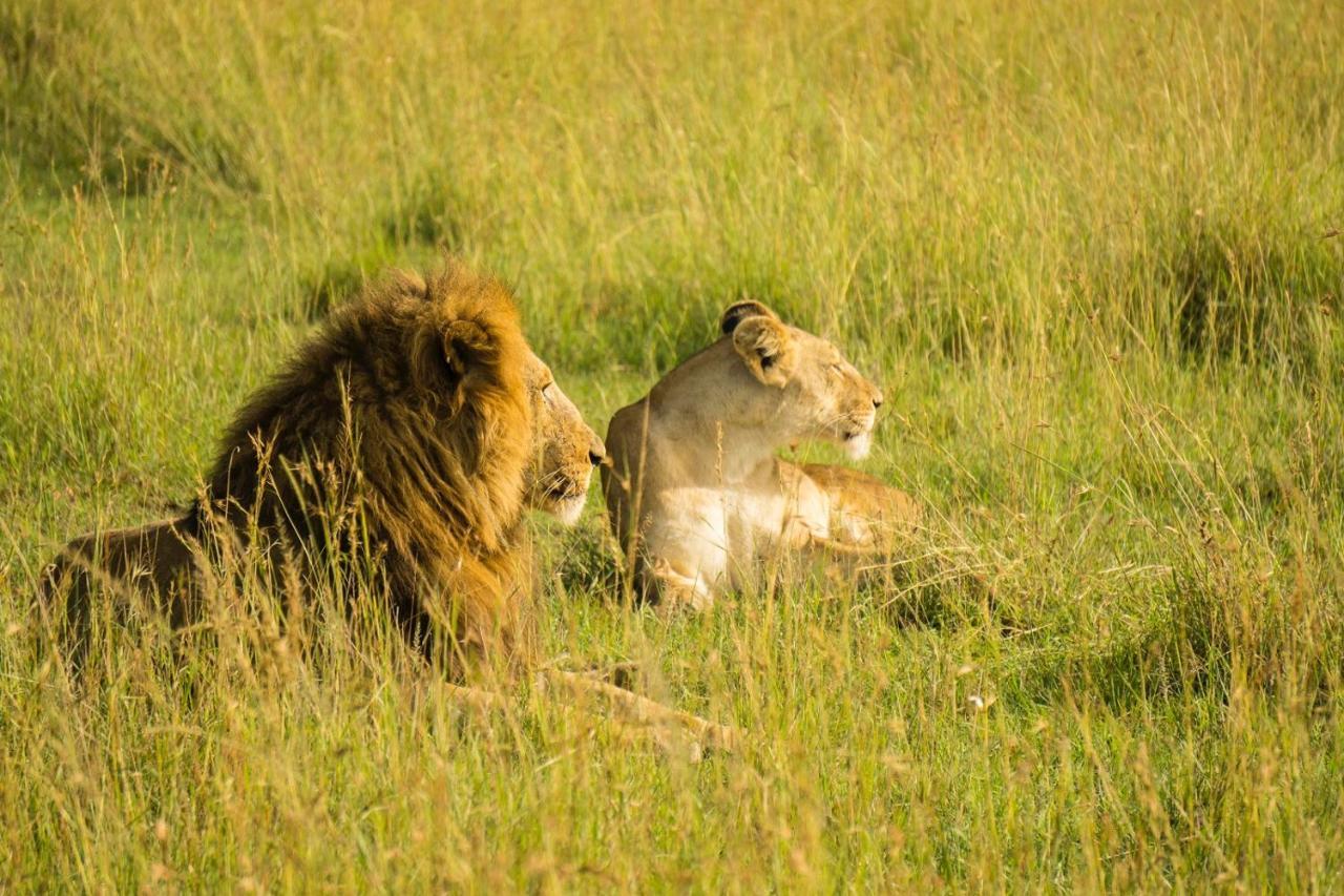The Gir Harmony Hotel Sasan Gir Eksteriør bilde